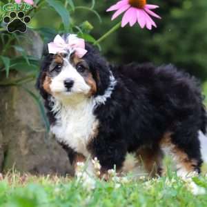 Clover, Mini Bernedoodle Puppy